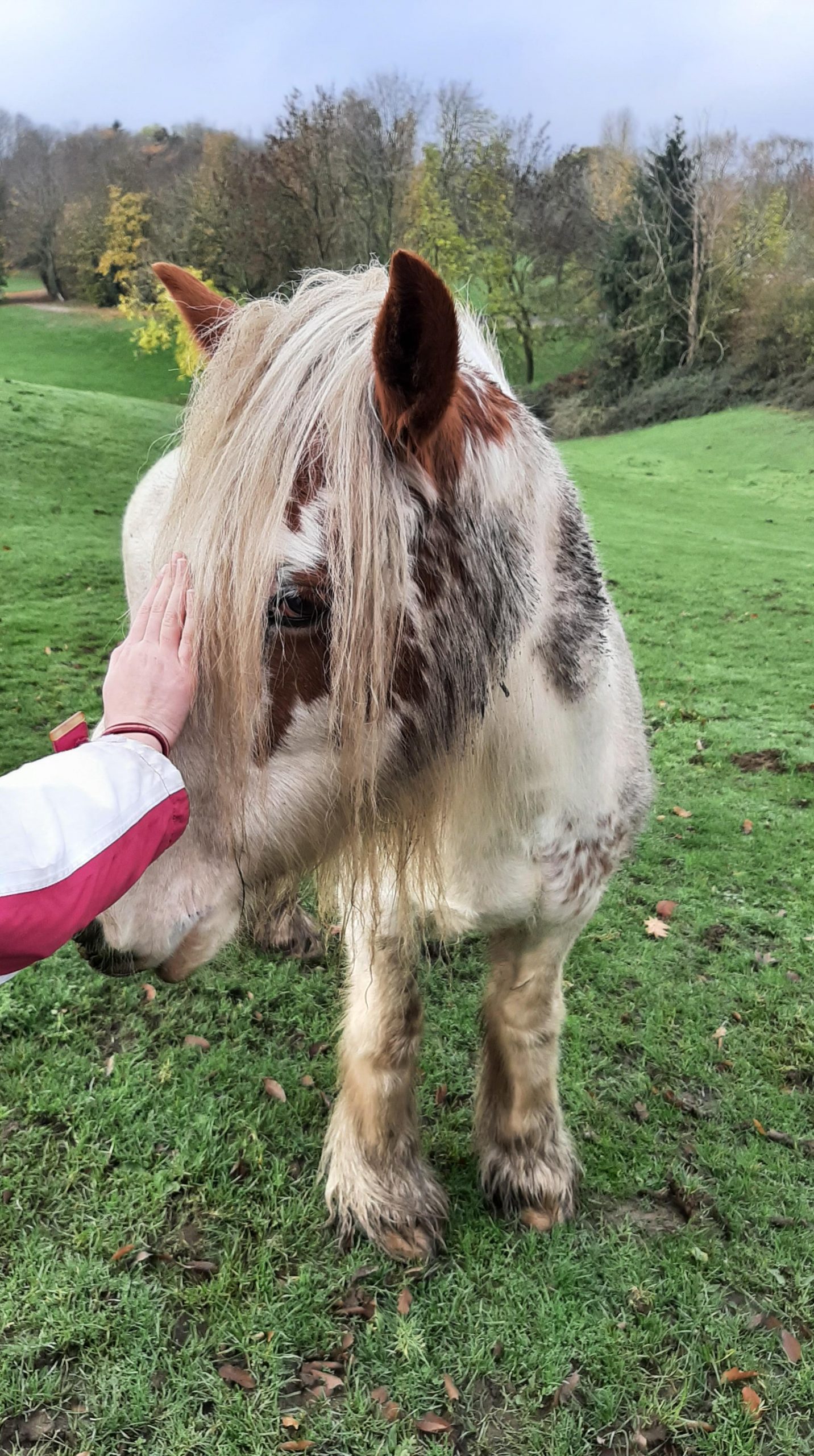 Voici notre nouveau projet avec nos loulous grâce à vos généreux dons! Merci pour eux !!! Dès ce samedi 21 novembre 2020, nous envisageons de l’hippothérapie : Le cheval s’avère un excellent « thérapeute à quatre pattes. » Les bienfaits qu’il procure se manifestent à plus d’un titre, notamment par l’hippothérapie, pour traiter le Trouble du spectre de l’autisme (TSA) chez les enfants. Pour peu qu’ils s’y intéressent, cette approche stimule leurs fonctions neuromotrices et sensorielles.